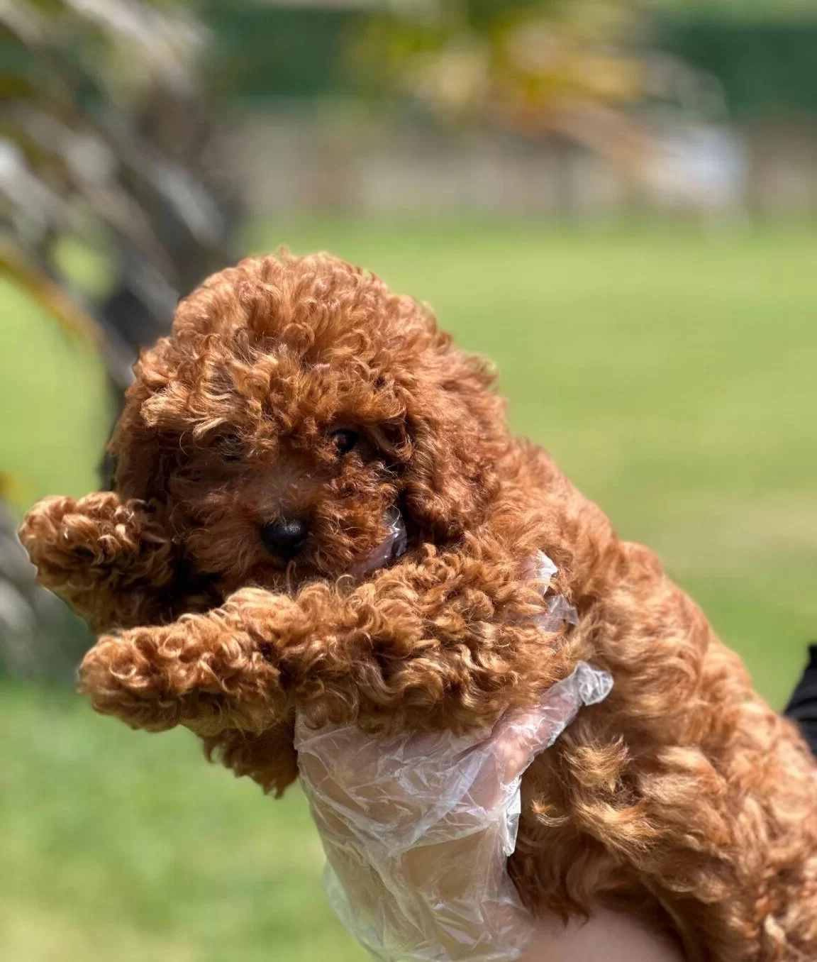 Mutlu Patiler Ruhsatli Ciflikte Sizleri Bekliyor