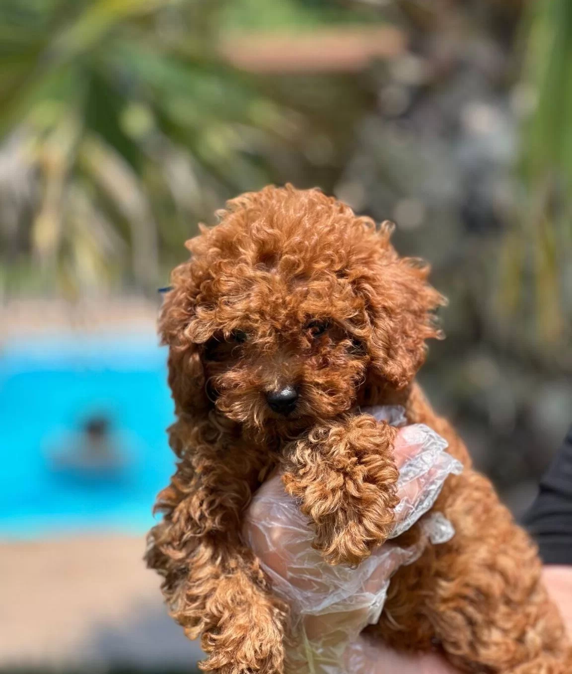 Mutlu Patiler Ruhsatli Ciflikte Sizleri Bekliyor