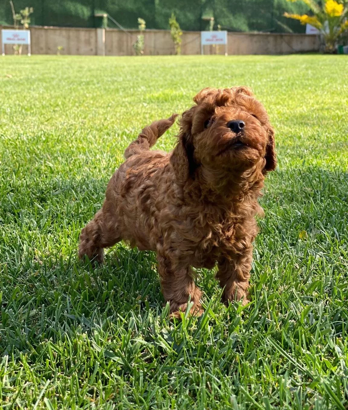 Mutlu Patiler Ruhsatli Ciflikte Sizleri Bekliyor