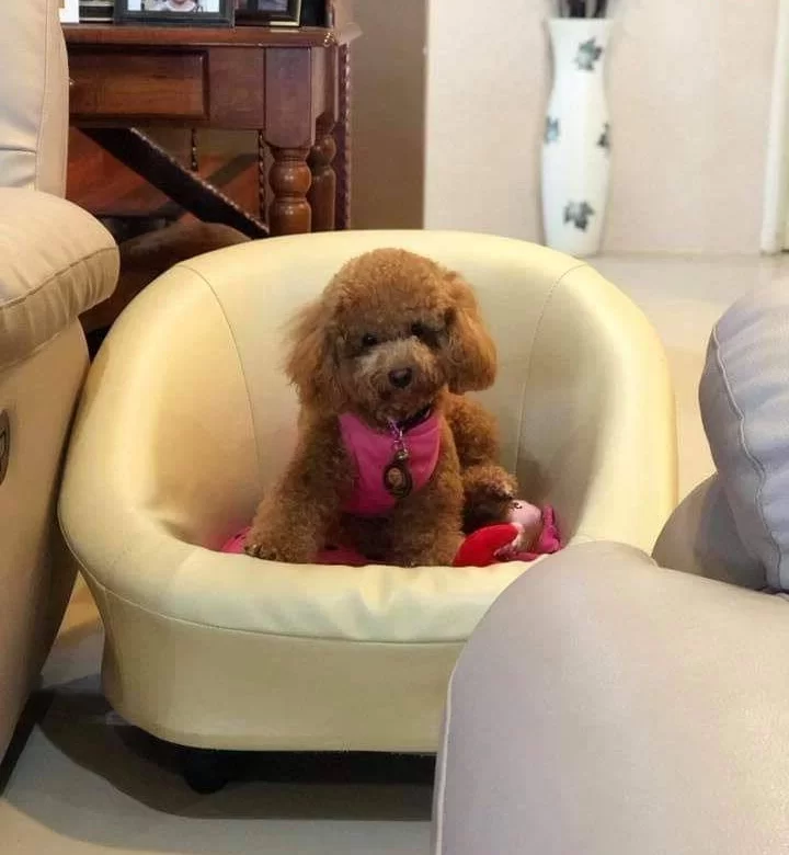 Mutlu Patiler Ruhsatli Ciflikte Sizleri Bekliyor