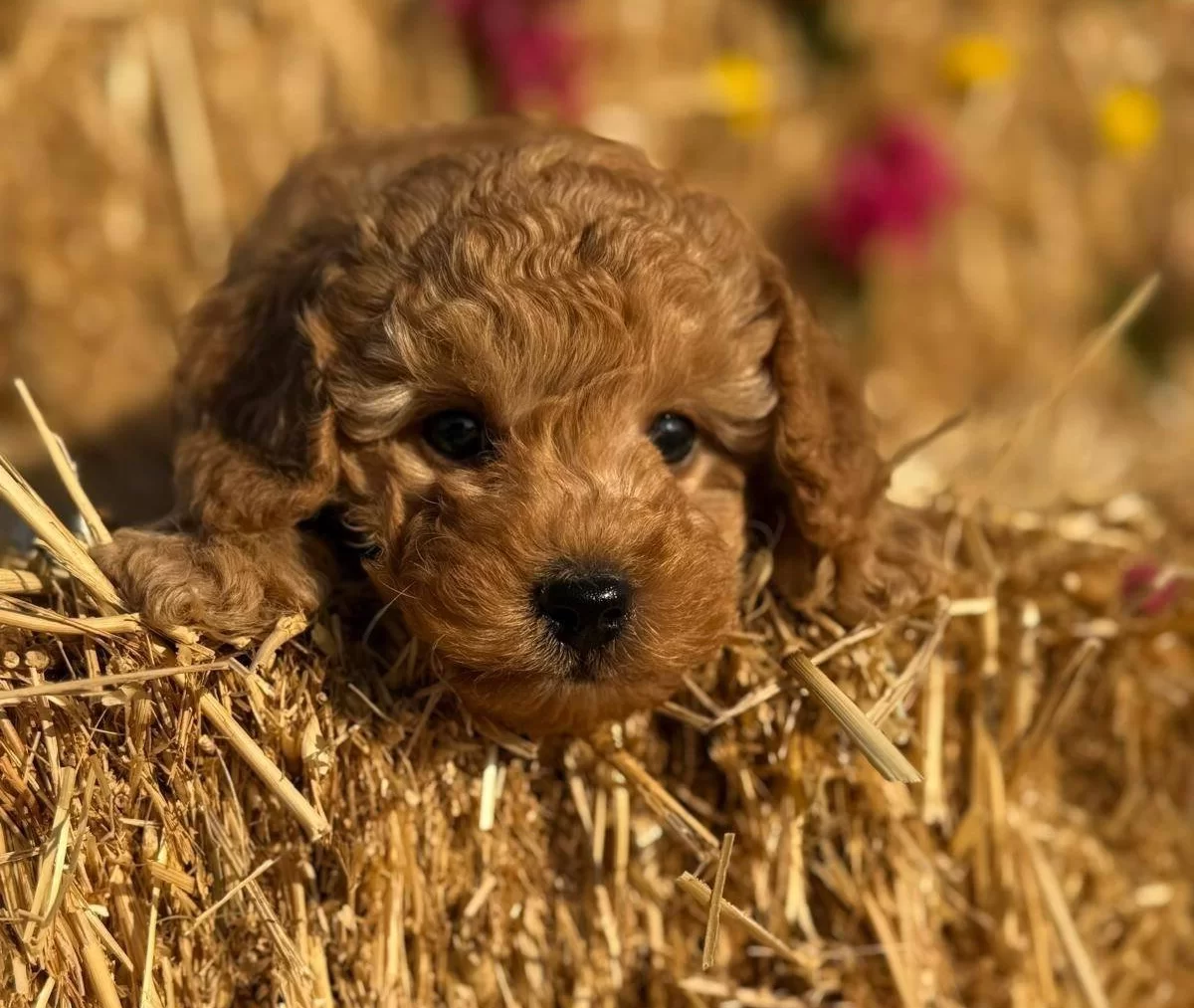 Orjinal Toy Poodle Bebekler Sun Kennels