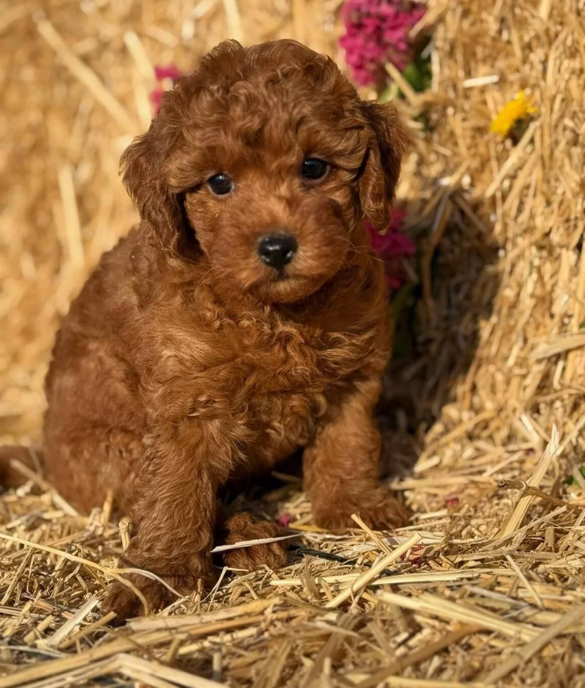 Orjinal Toy Poodle Bebekler Sun Kennels