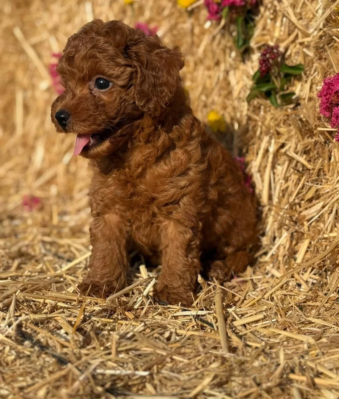 Orjinal Toy Poodle Bebekler Sun Kennels