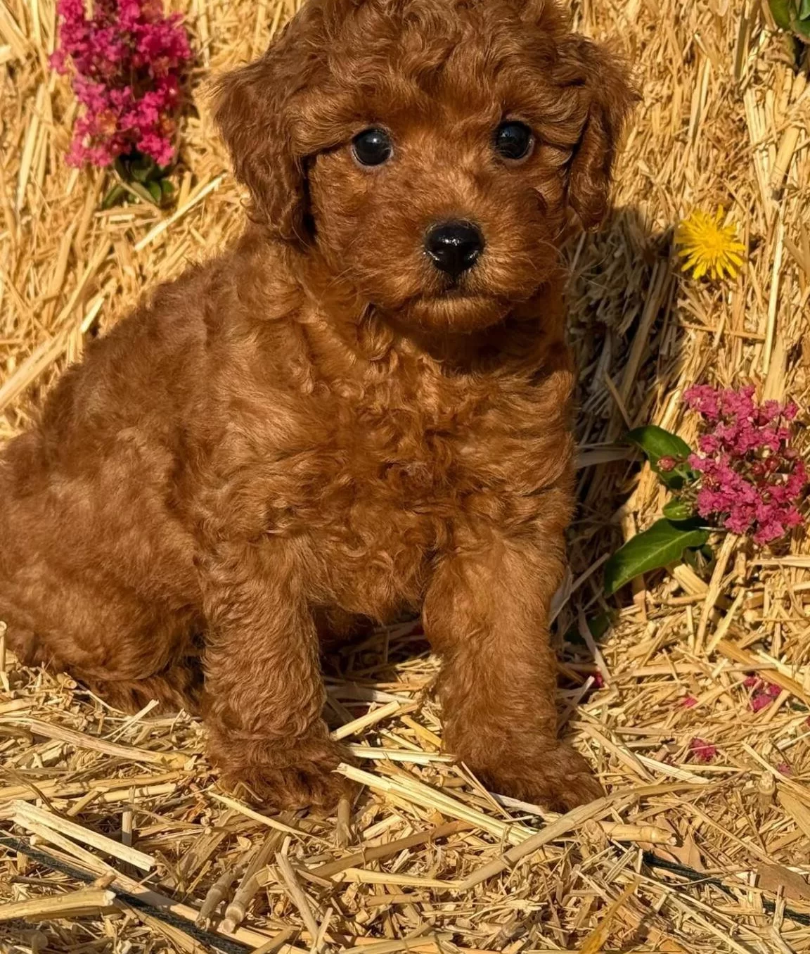 Orjinal Toy Poodle Bebekler Sun Kennels