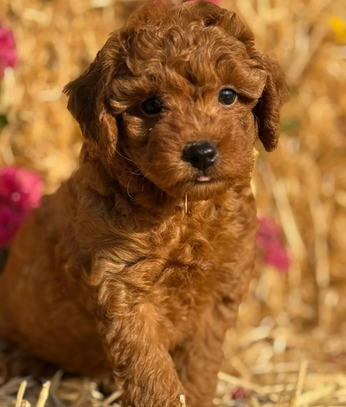 Orjinal Toy Poodle Bebekler Sun Kennels