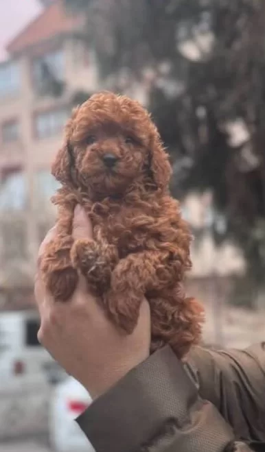 Toy Poodle Kızıll Yavrular