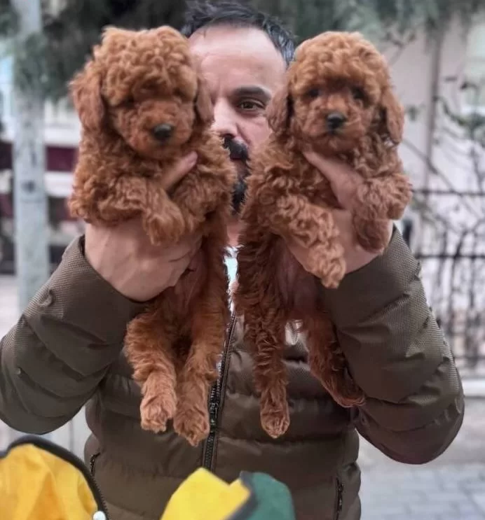Toy Poodle Kızıll Yavrular