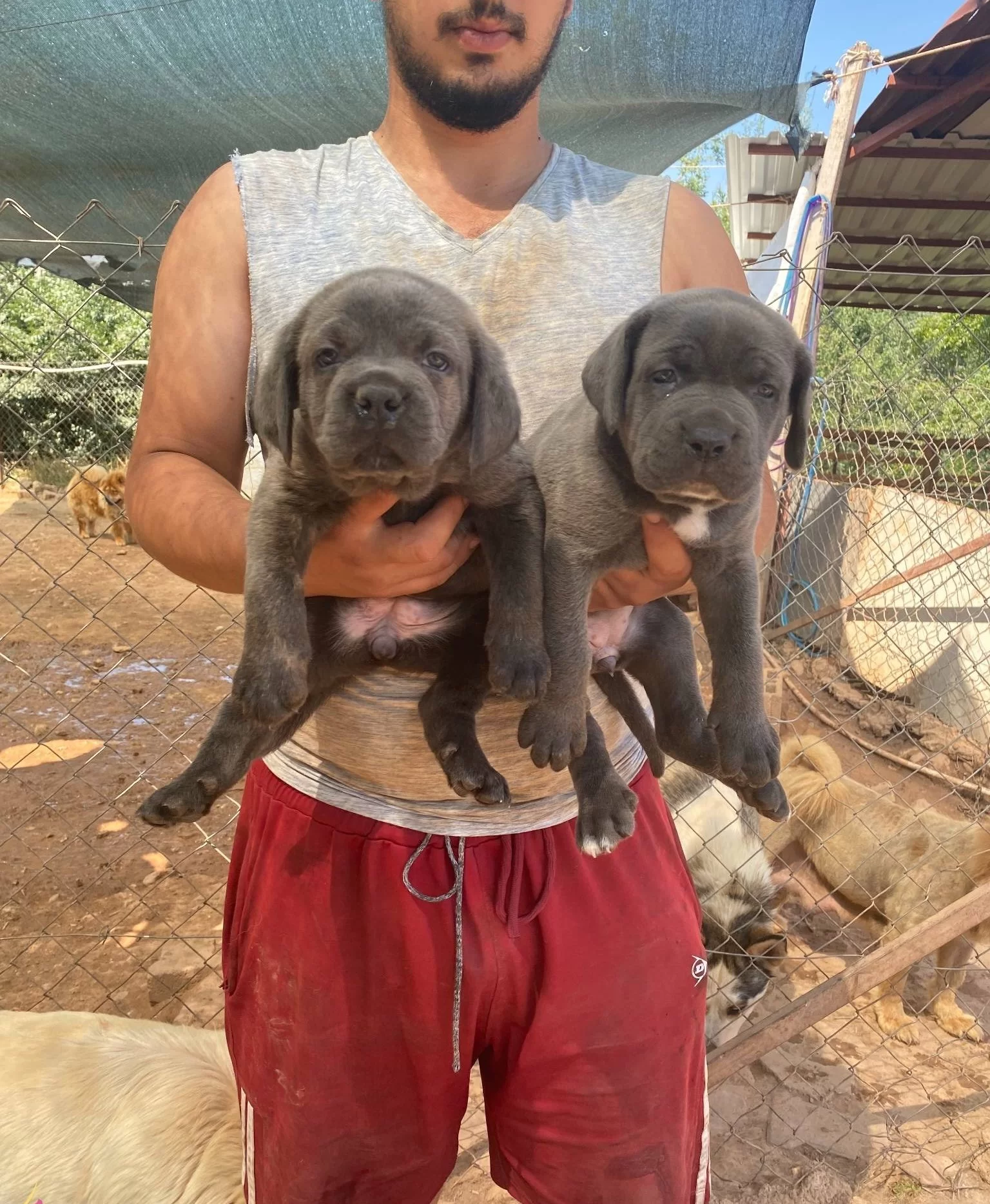 Iri Kemik Yapılı Karakterli Cane Corso Yavruları