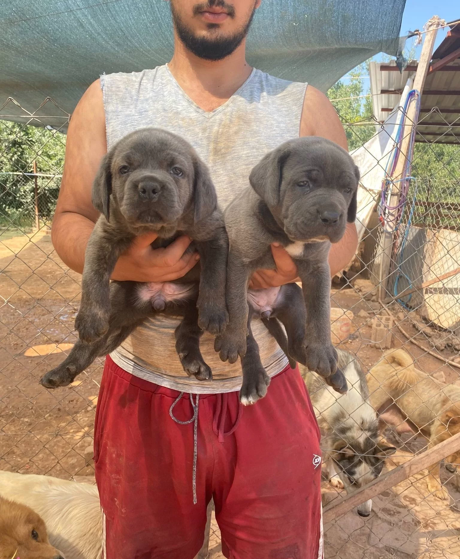 Iri Kemik Yapılı Karakterli Cane Corso Yavruları