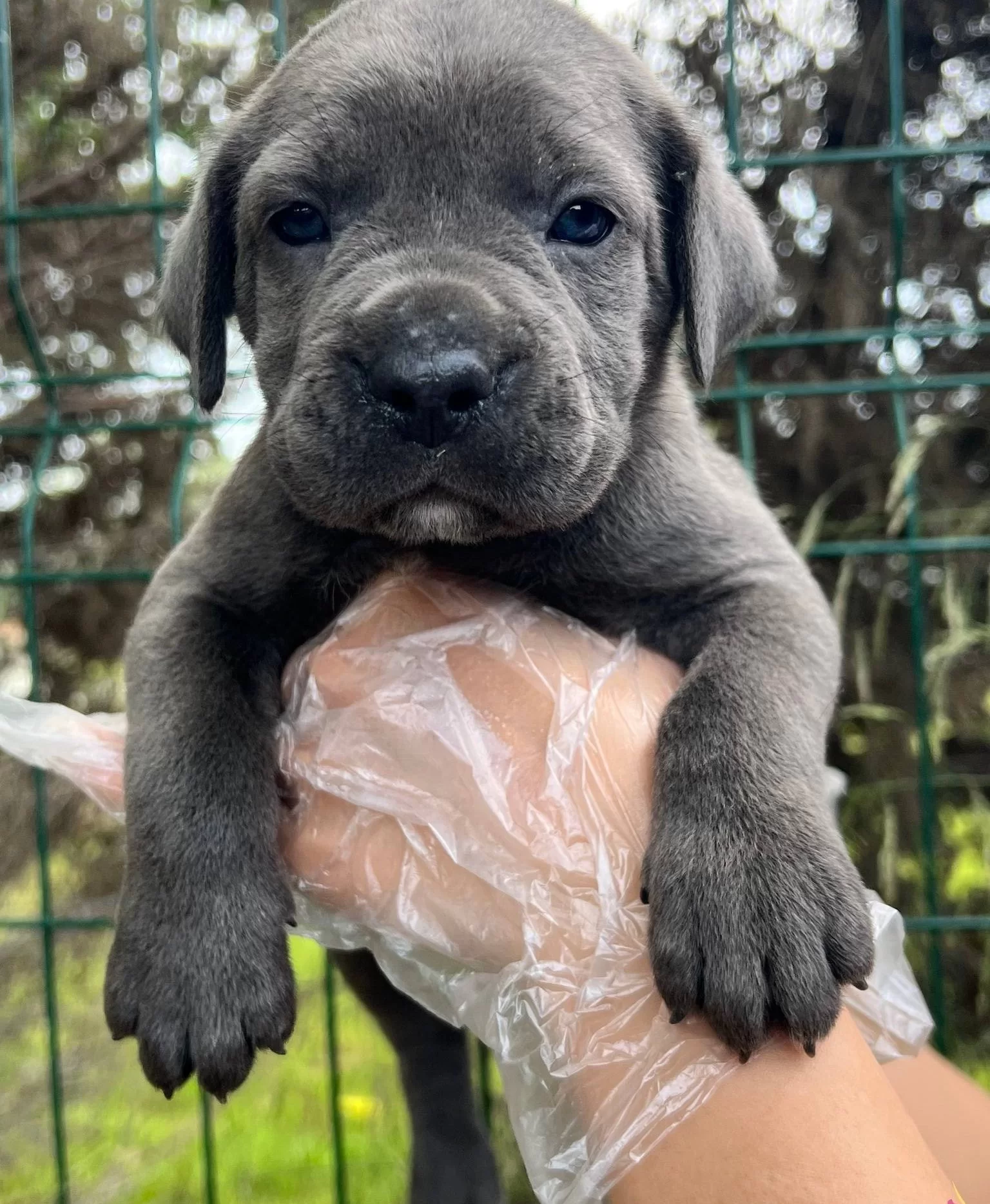 Bursada Asil Bakıslı Ve Iri Patili Cane Corso Yavruları