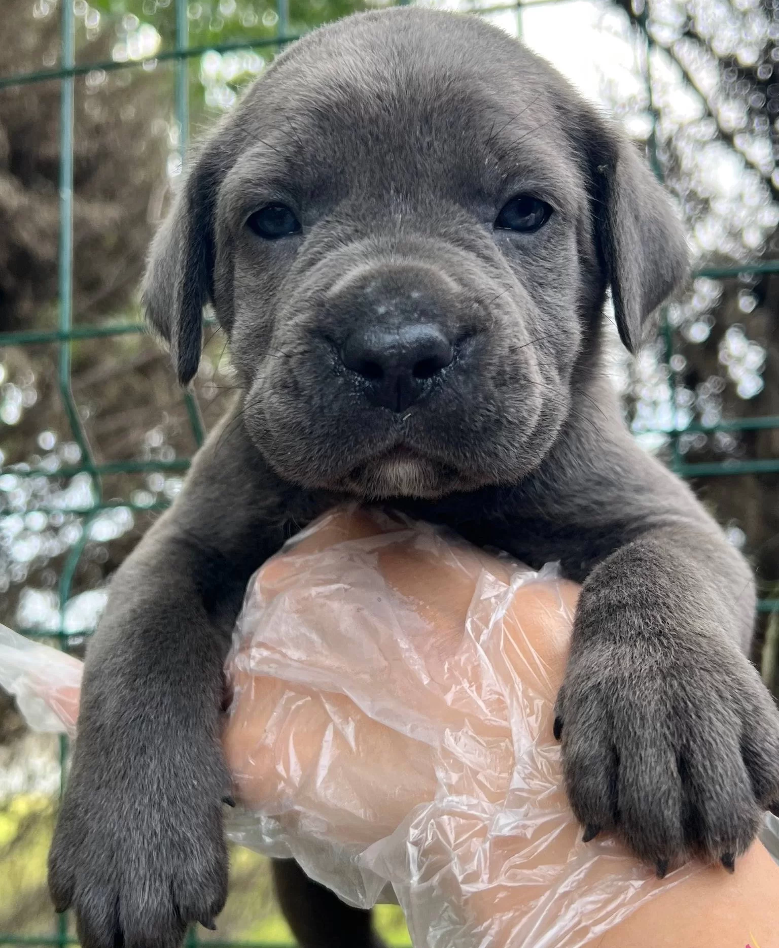 Bursada Asil Bakıslı Ve Iri Patili Cane Corso Yavruları