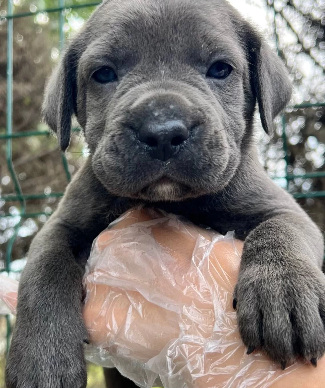 Bursada Asil Bakıslı Ve Iri Patili Cane Corso Yavruları