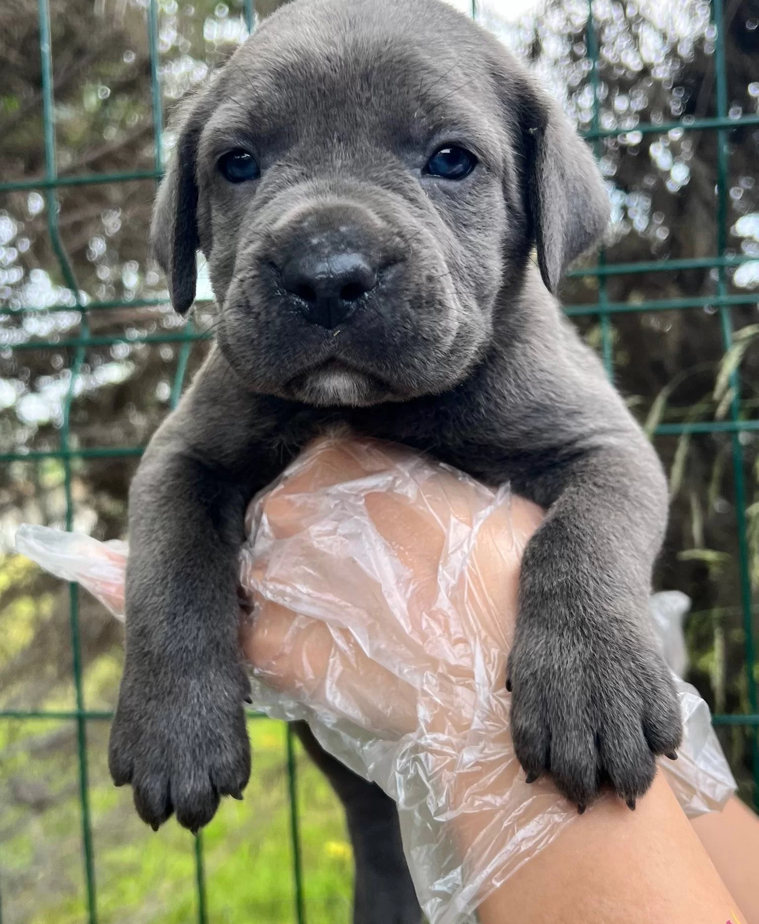 Bursada Asil Bakıslı Ve Iri Patili Cane Corso Yavruları