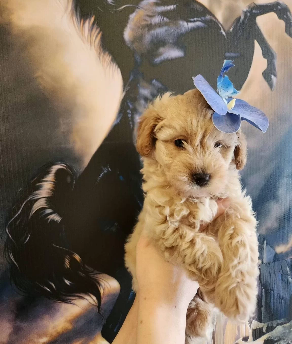 Tam Bir Leydi A Kalite Maltipoo Disi Bebegim