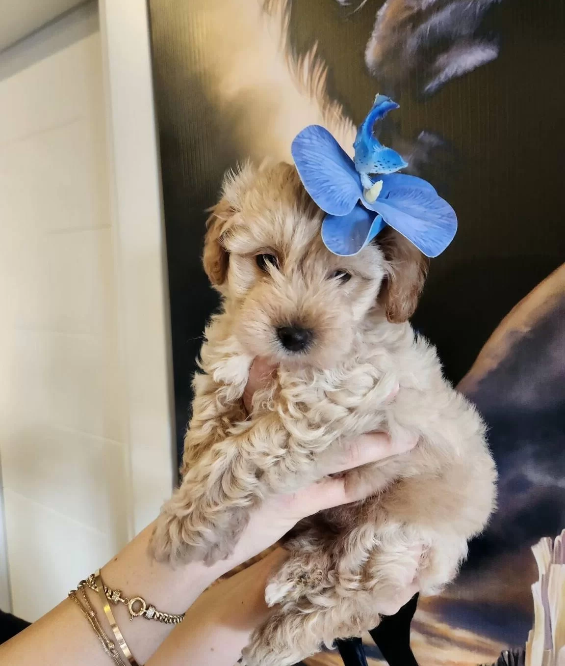 Tam Bir Leydi A Kalite Maltipoo Disi Bebegim