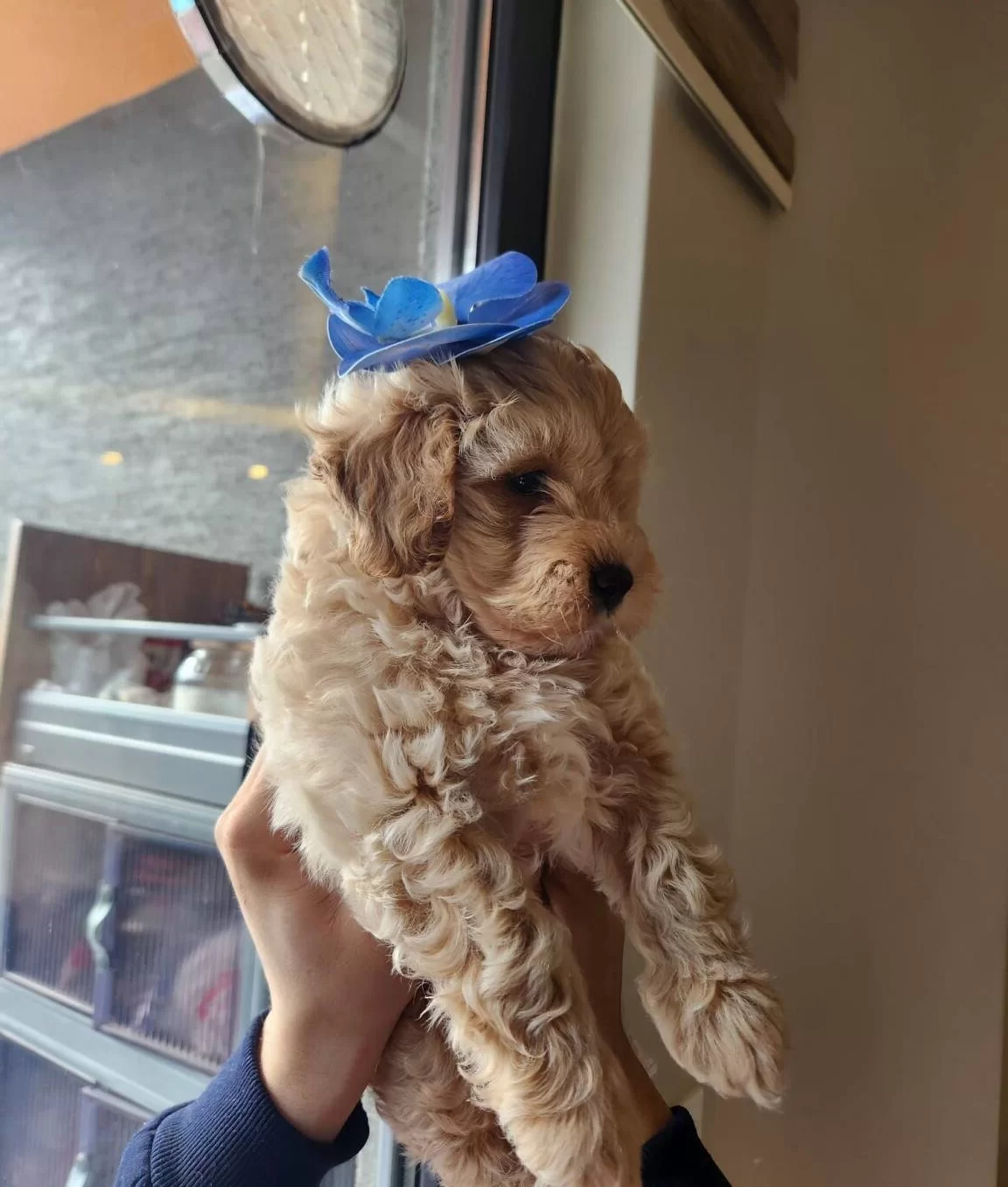 Tam Bir Leydi A Kalite Maltipoo Disi Bebegim