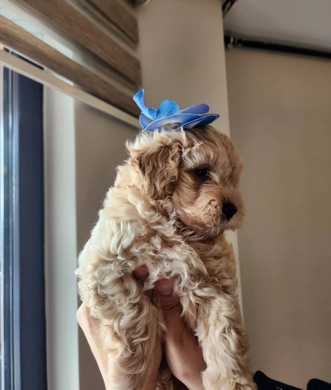 Tam Bir Leydi A Kalite Maltipoo Disi Bebegim