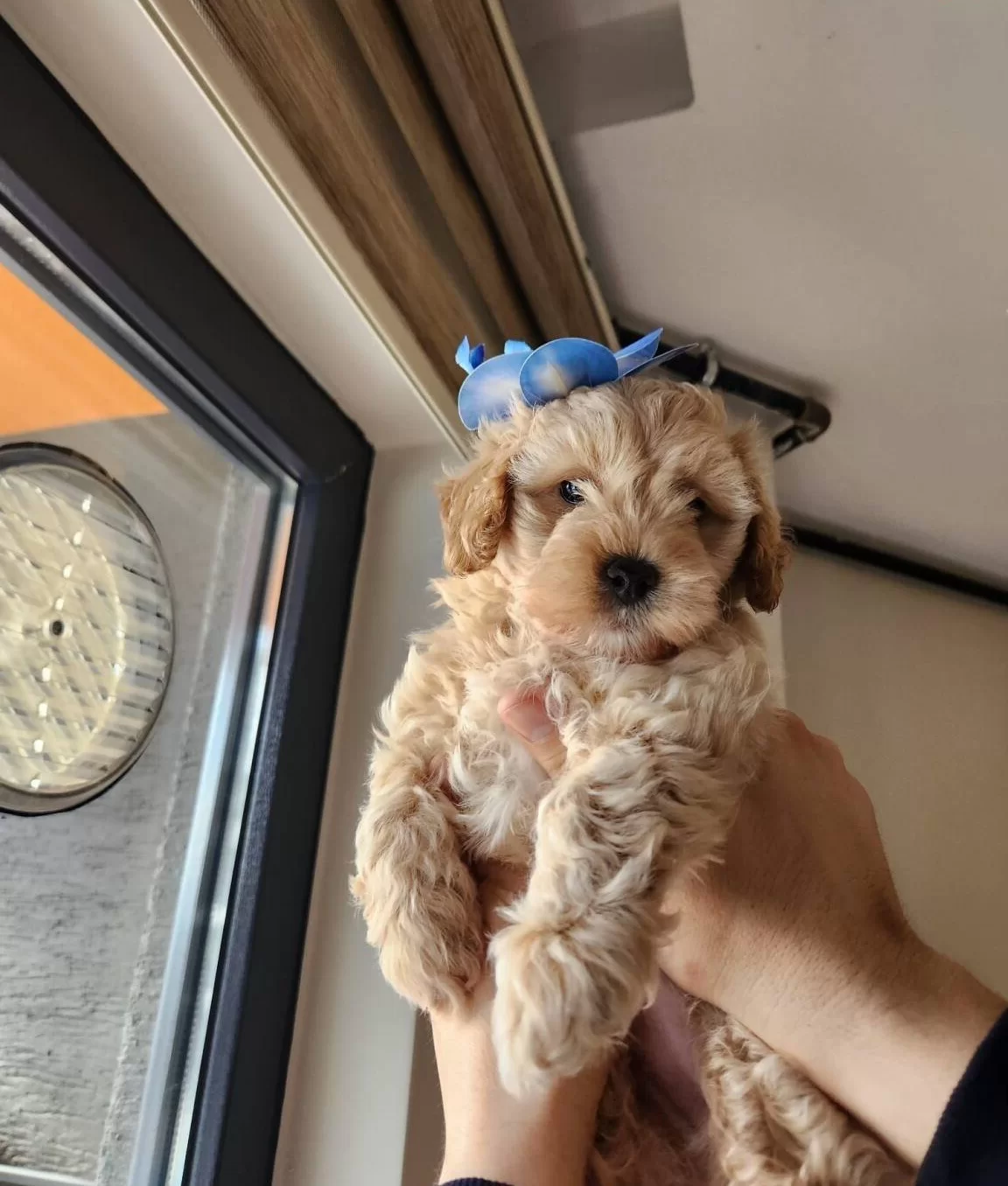Tam Bir Leydi A Kalite Maltipoo Disi Bebegim