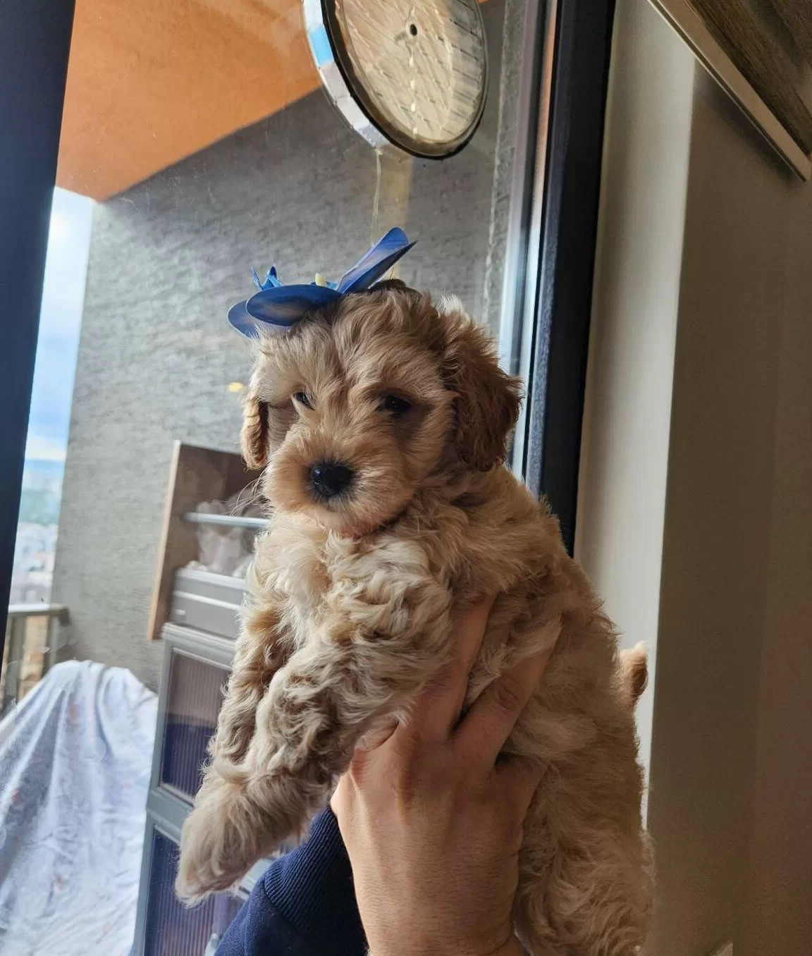 Tam Bir Leydi A Kalite Maltipoo Disi Bebegim