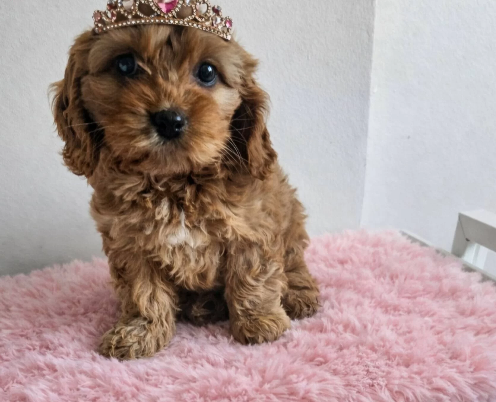 Sıfır Numara Kahve Buklesi Tuvalet Egitimi Hazır Maltipoo