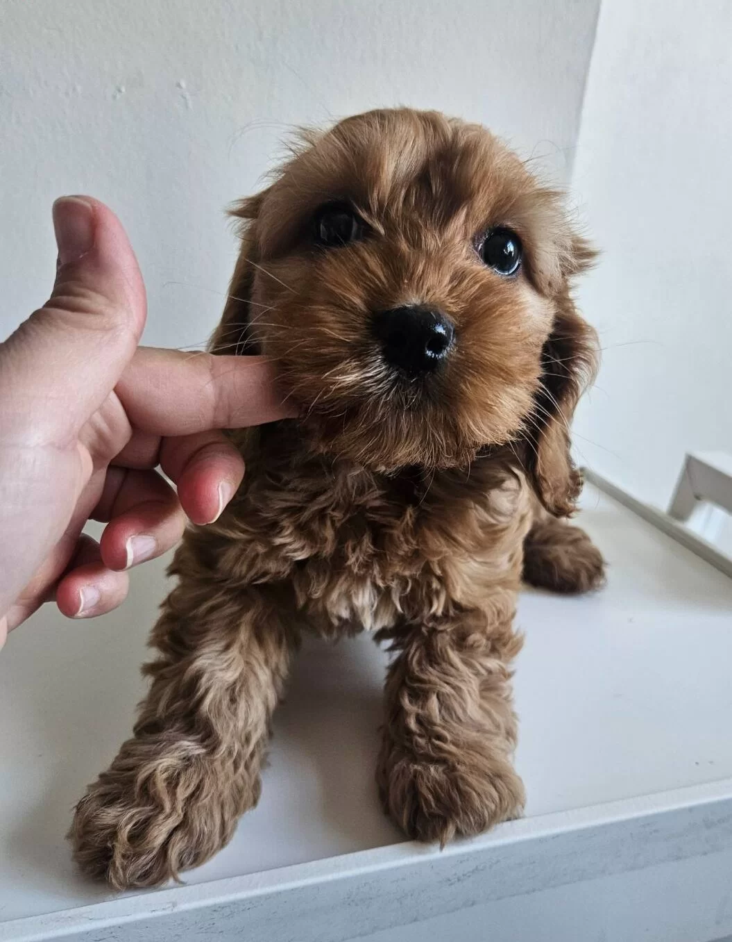 Sıfır Numara Kahve Buklesi Tuvalet Egitimi Hazır Maltipoo
