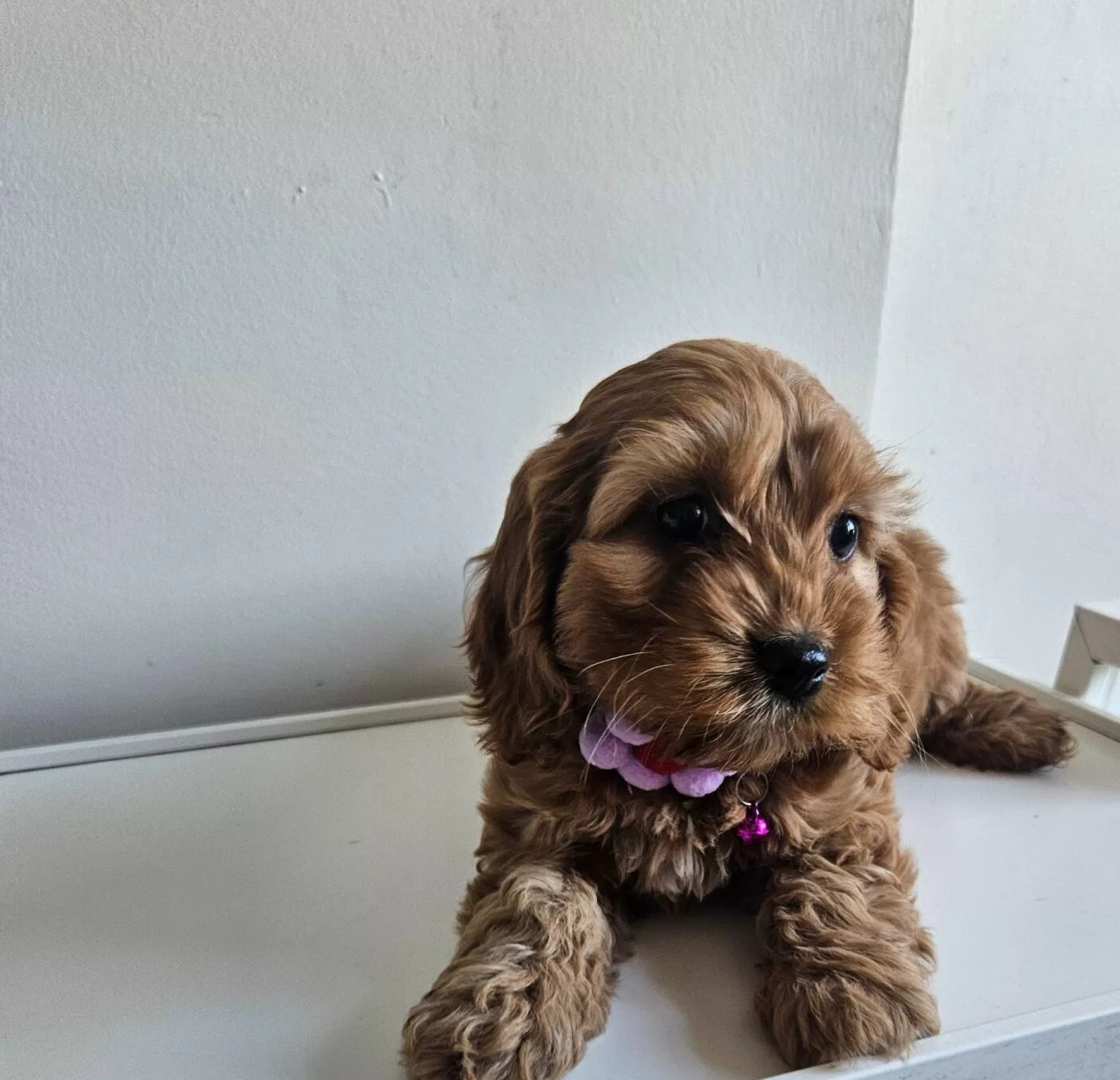 Sıfır Numara Kahve Buklesi Tuvalet Egitimi Hazır Maltipoo