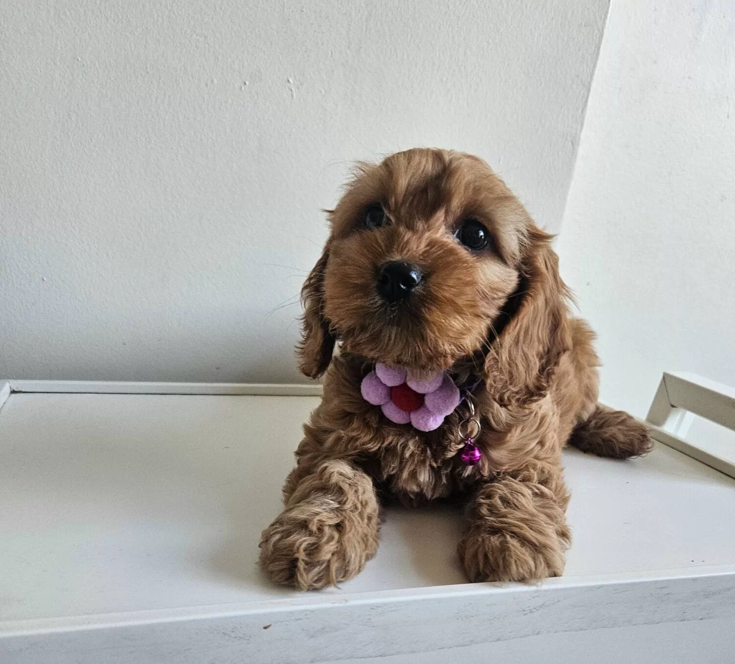 Sıfır Numara Kahve Buklesi Tuvalet Egitimi Hazır Maltipoo