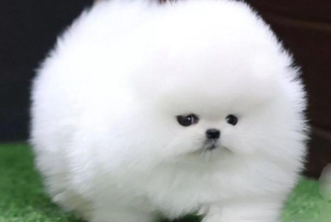Safkan Gercek Pomeranian Boo