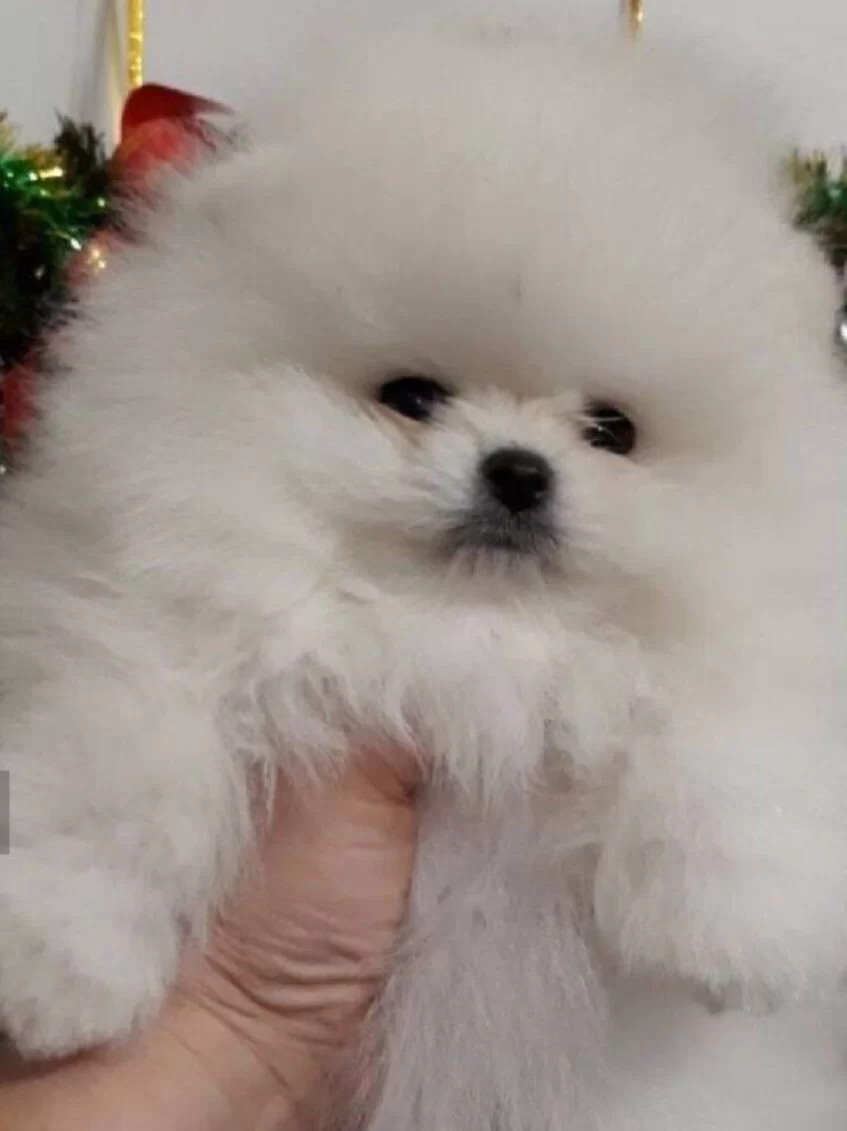 Safkan Gercek Pomeranian Boo