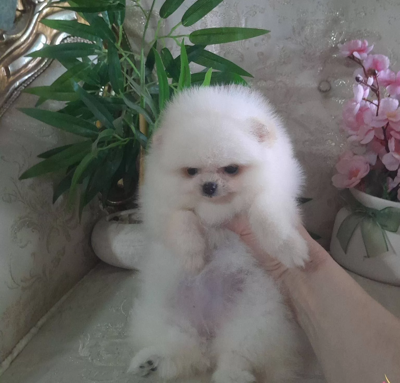 Safkan Gercek Pomeranian Boo