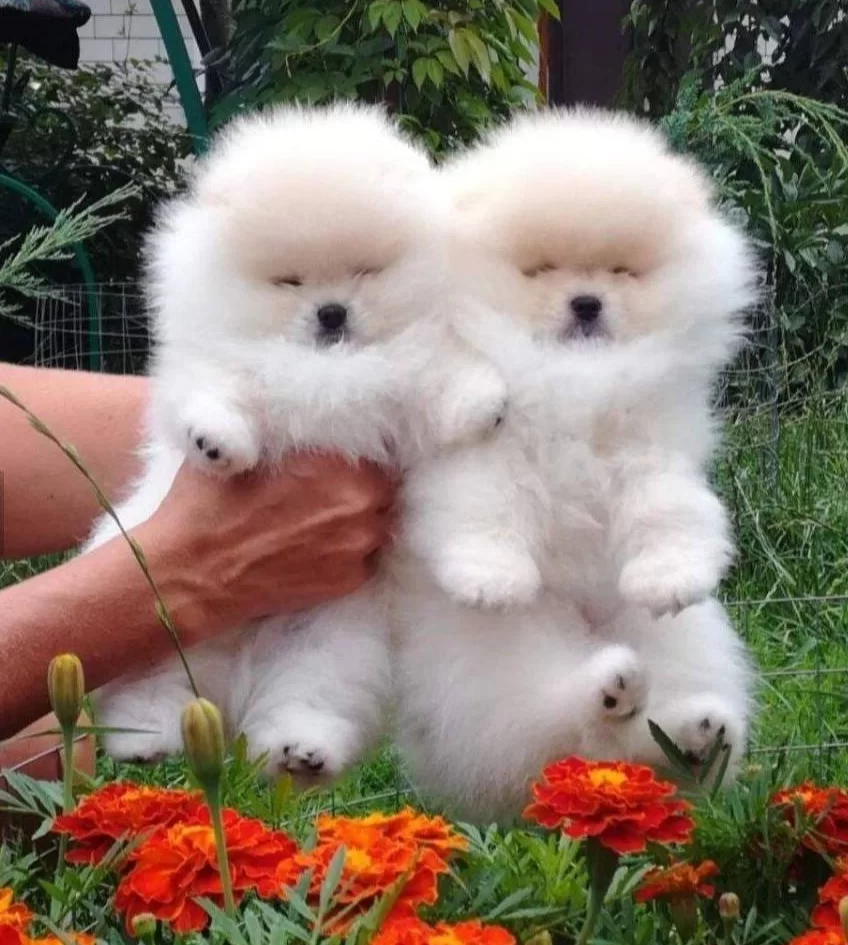 Safkan Gercek Pomeranian Boo