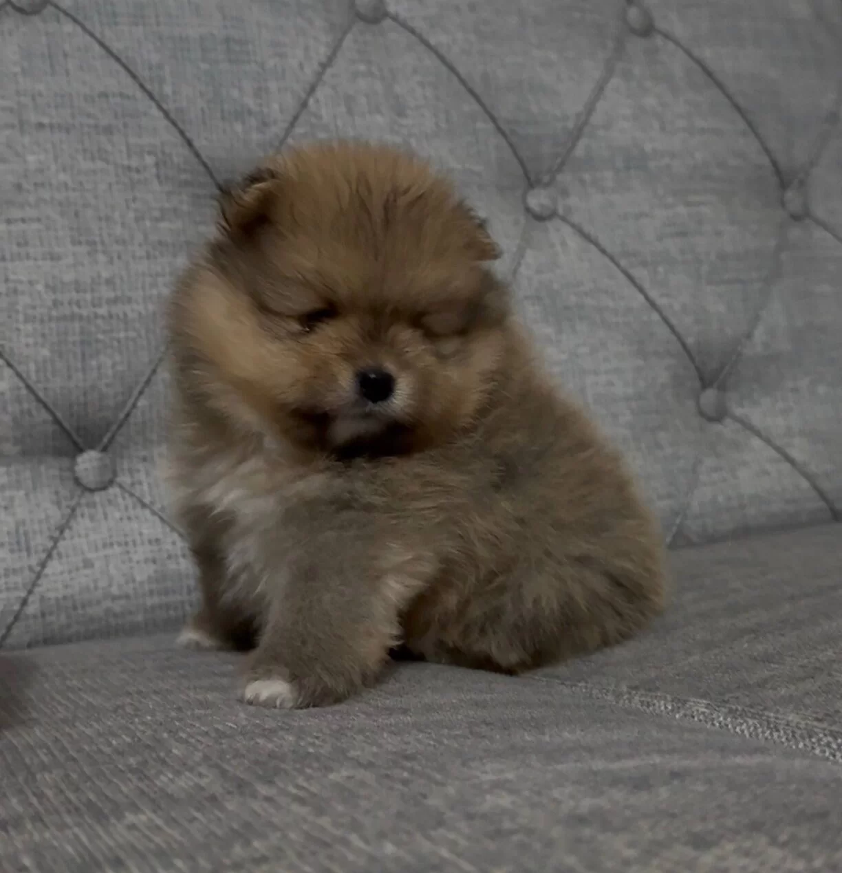 Mini Boy Ayı Surat Pomeranian Boo