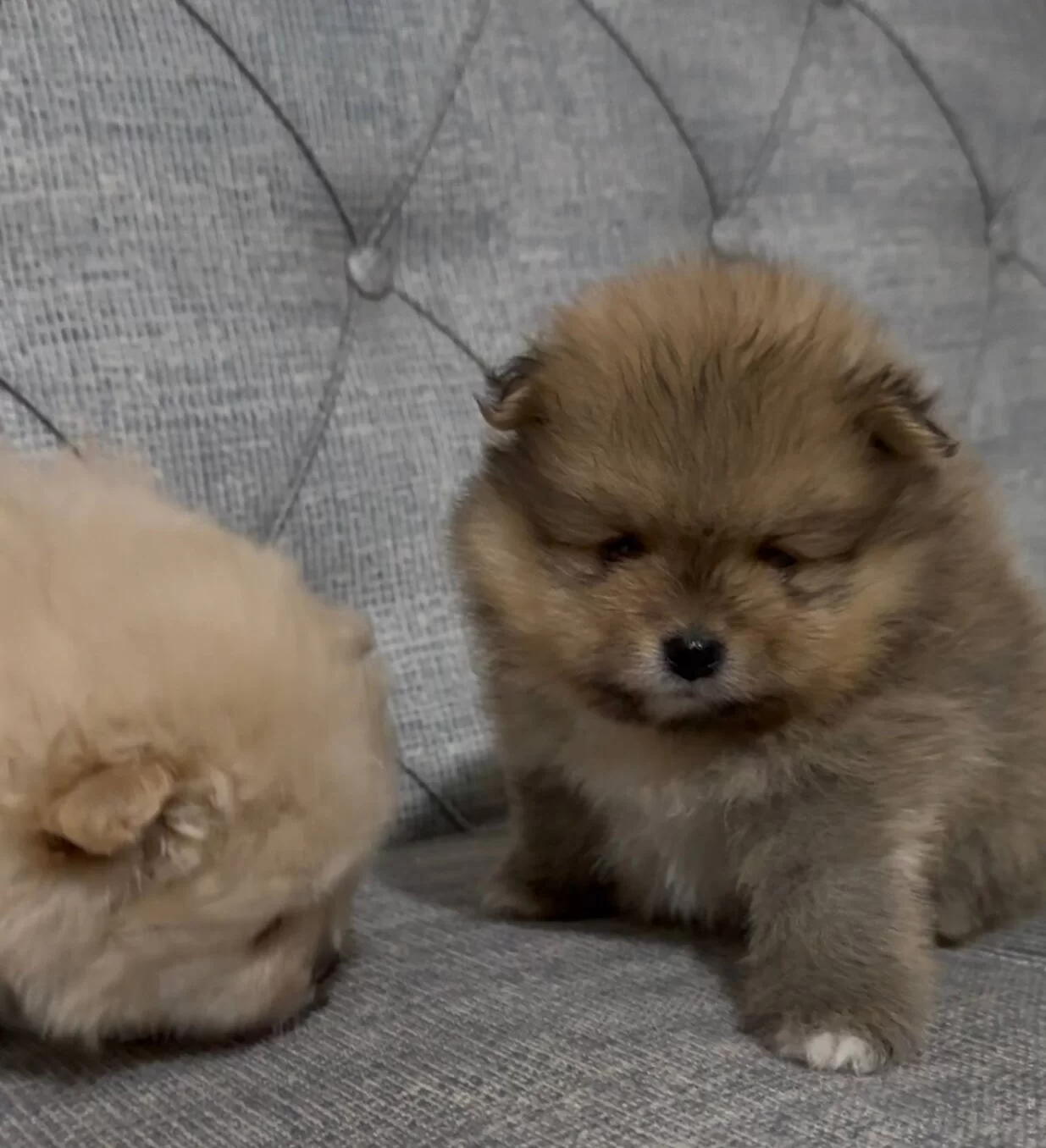 Mini Boy Ayı Surat Pomeranian Boo