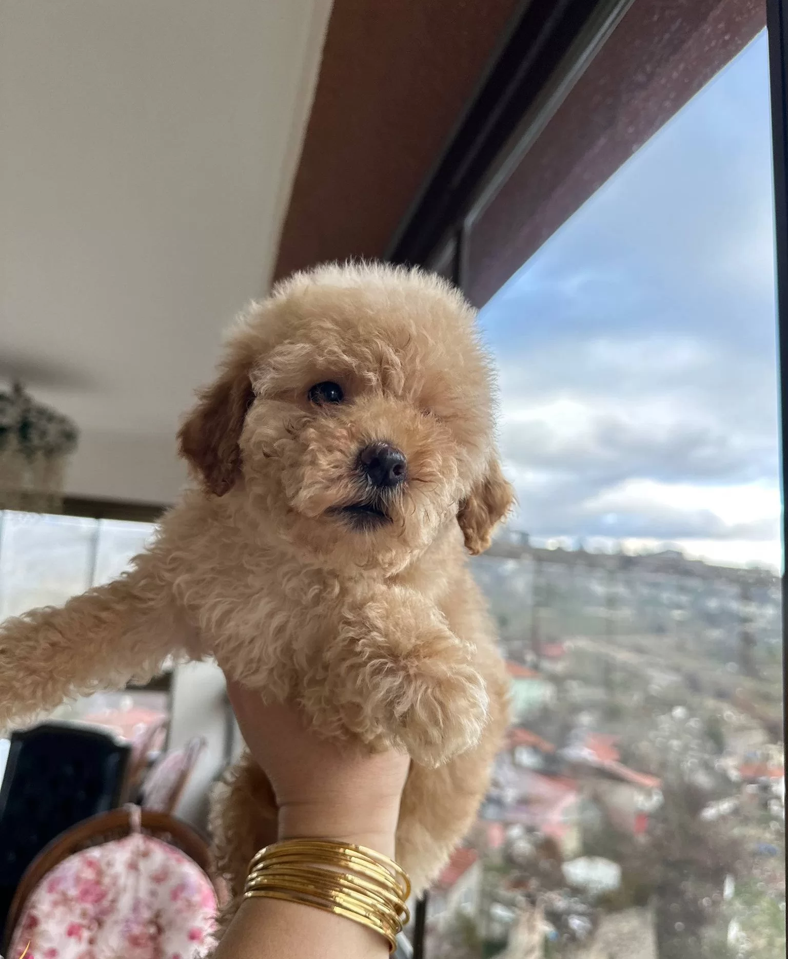 Ev Konforunda Yetismis Kıvırcık Yumak Toy Poodle Yavruları