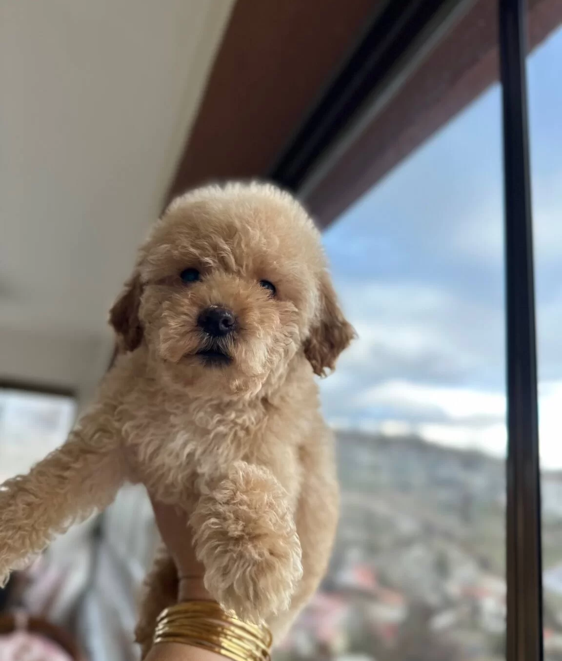 Ev Konforunda Yetismis Kıvırcık Yumak Toy Poodle Yavruları