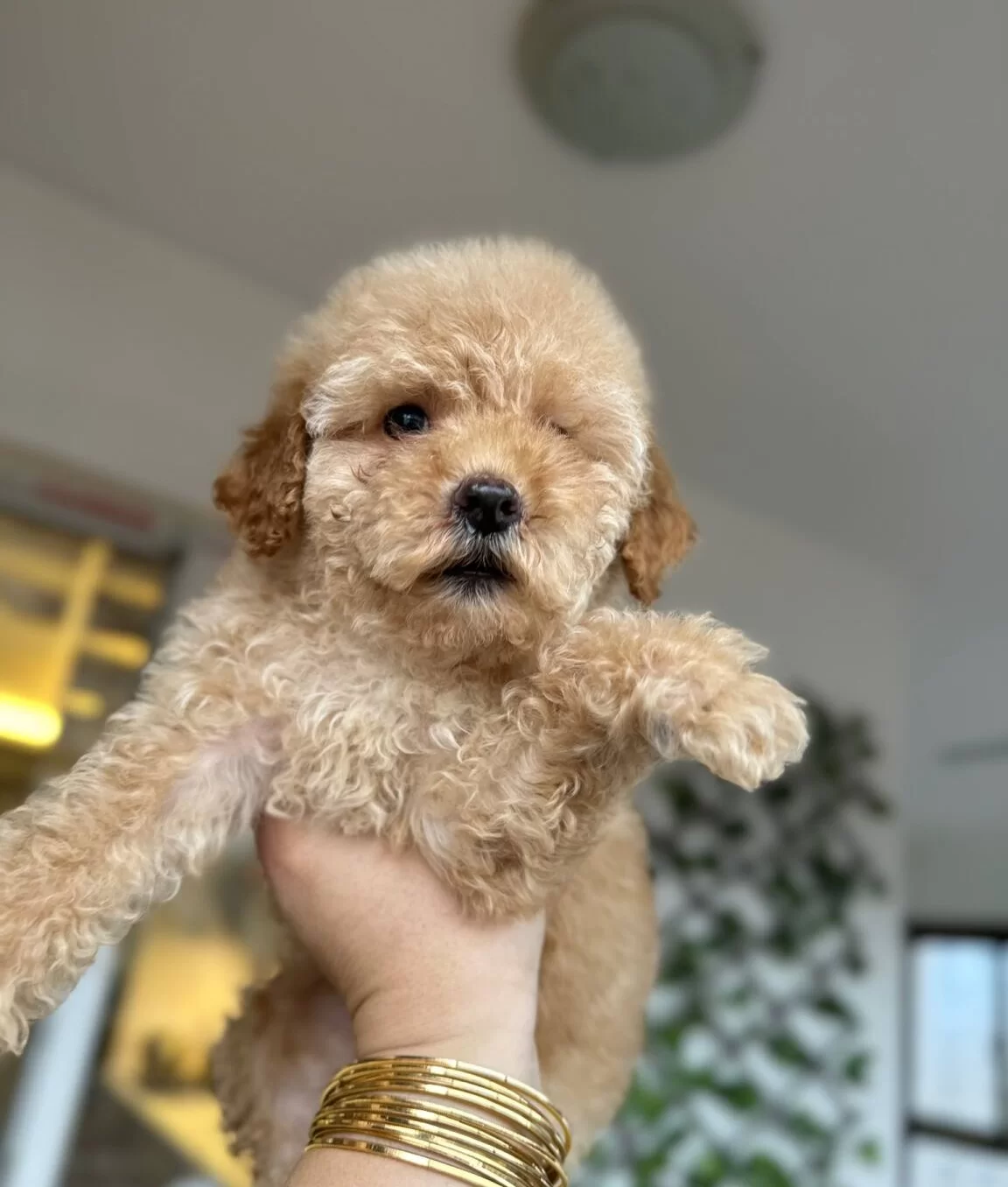 Ev Konforunda Yetismis Kıvırcık Yumak Toy Poodle Yavruları