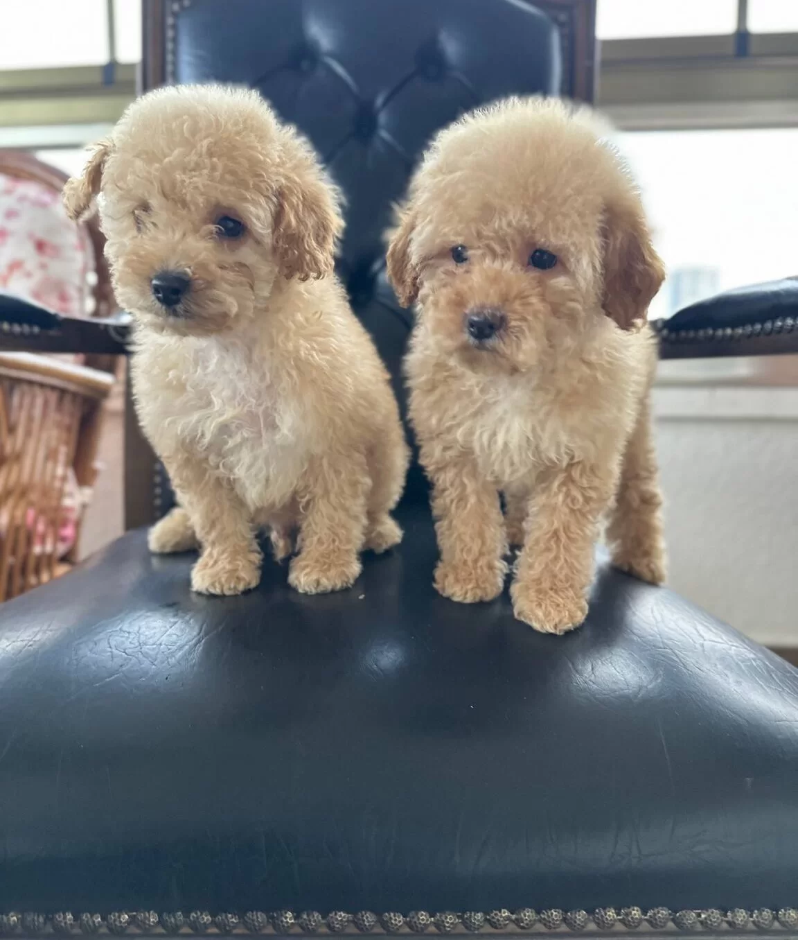 Ev Konforunda Yetismis Kıvırcık Yumak Toy Poodle Yavruları