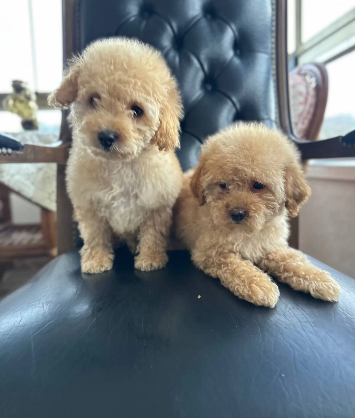 Ev Konforunda Yetismis Kıvırcık Yumak Toy Poodle Yavruları