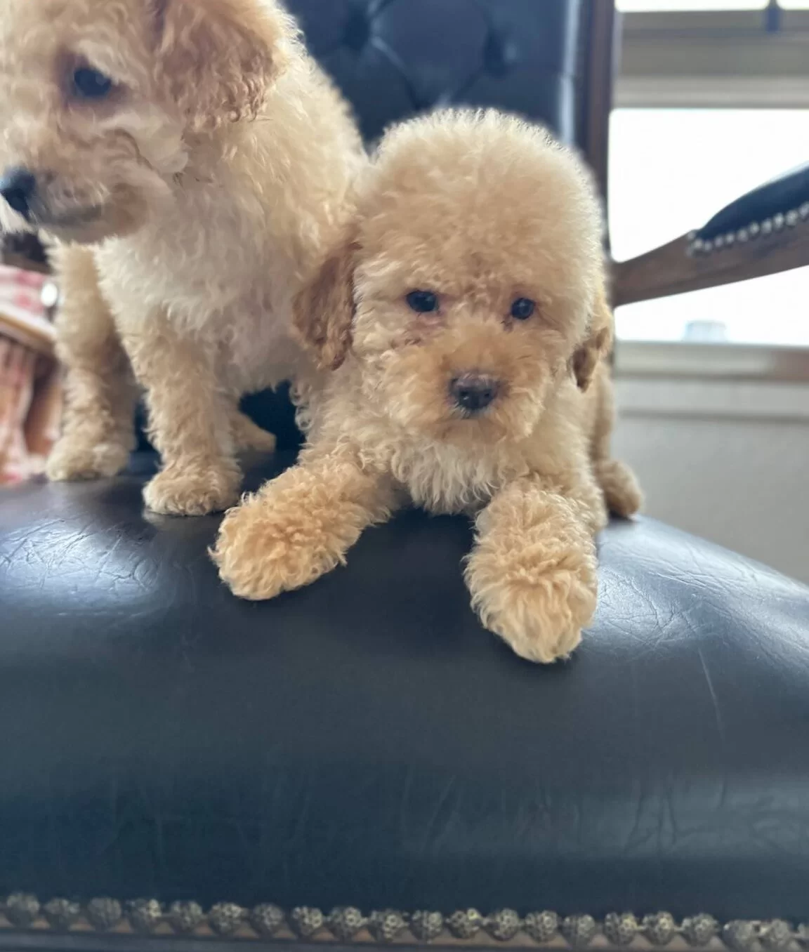 Ev Konforunda Yetismis Kıvırcık Yumak Toy Poodle Yavruları