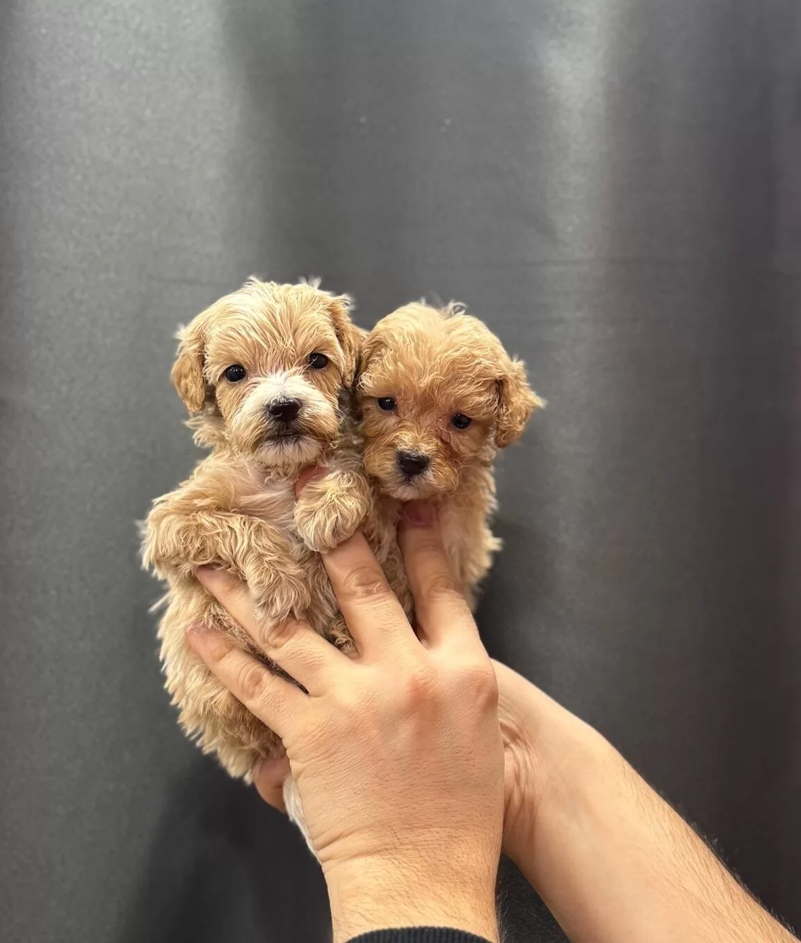 Avuc Icine Sıgan Sevgi Yumakları Kıvırcık Maltipoo