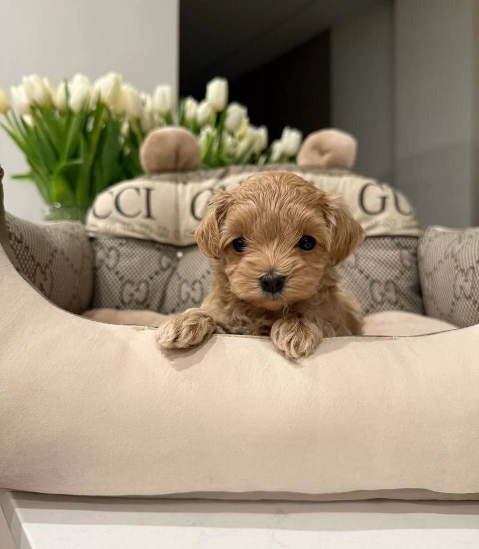 Ev Ortamında Yetisen Safkan Maltipoo Cinsi Yavrular