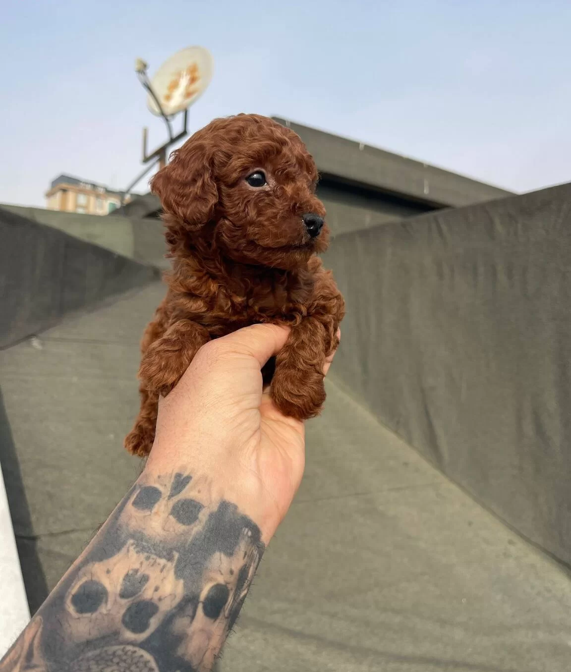Dark Red Brown Mikro Poodle Karakteriyle Buyuleyen Dostunuz