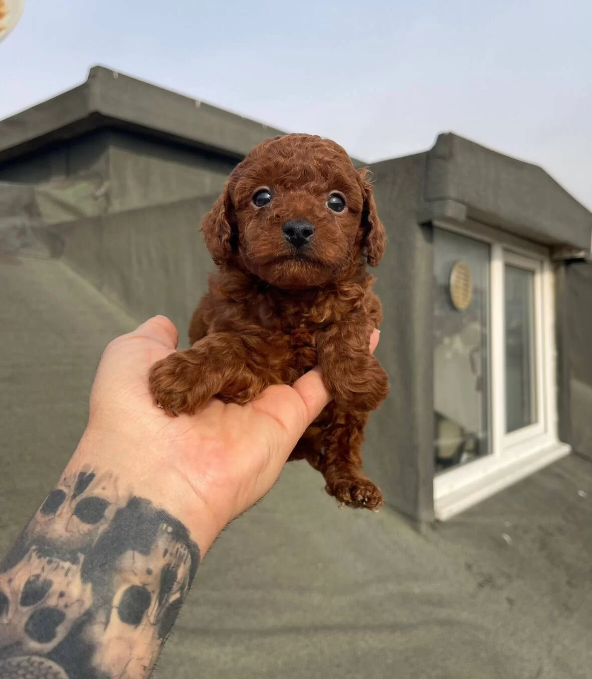 Dark Red Brown Mikro Poodle Karakteriyle Buyuleyen Dostunuz