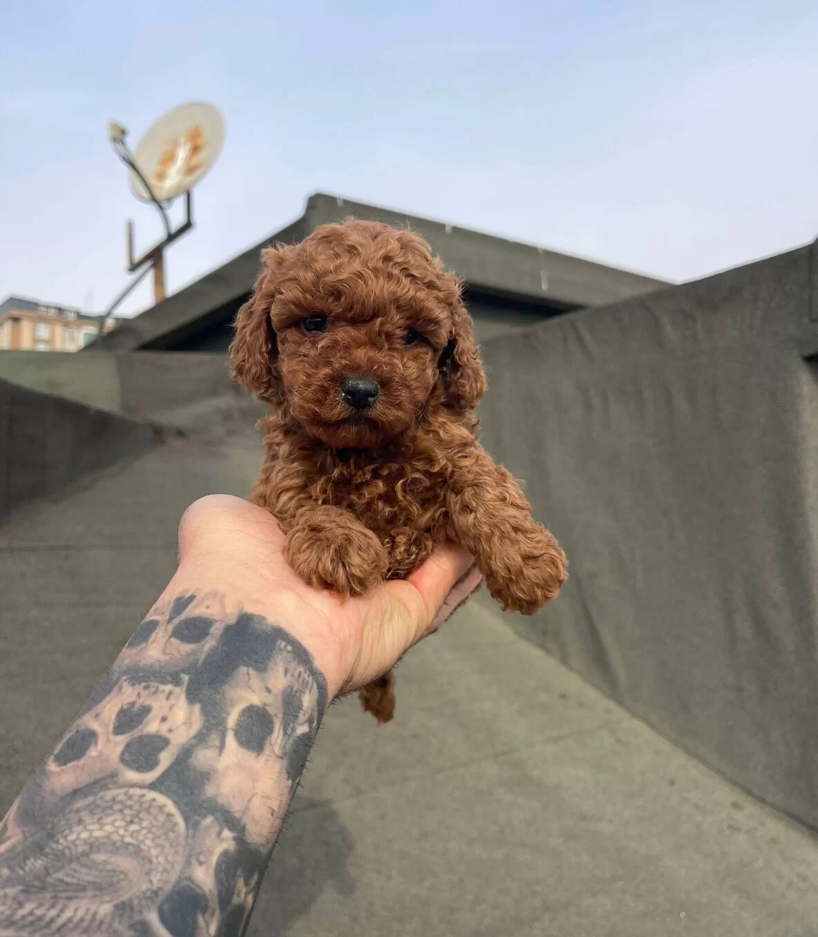 Dark Red Brown Mikro Poodle Karakteriyle Buyuleyen Dostunuz