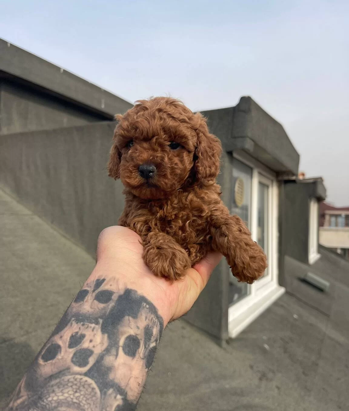 Dark Red Brown Mikro Poodle Karakteriyle Buyuleyen Dostunuz