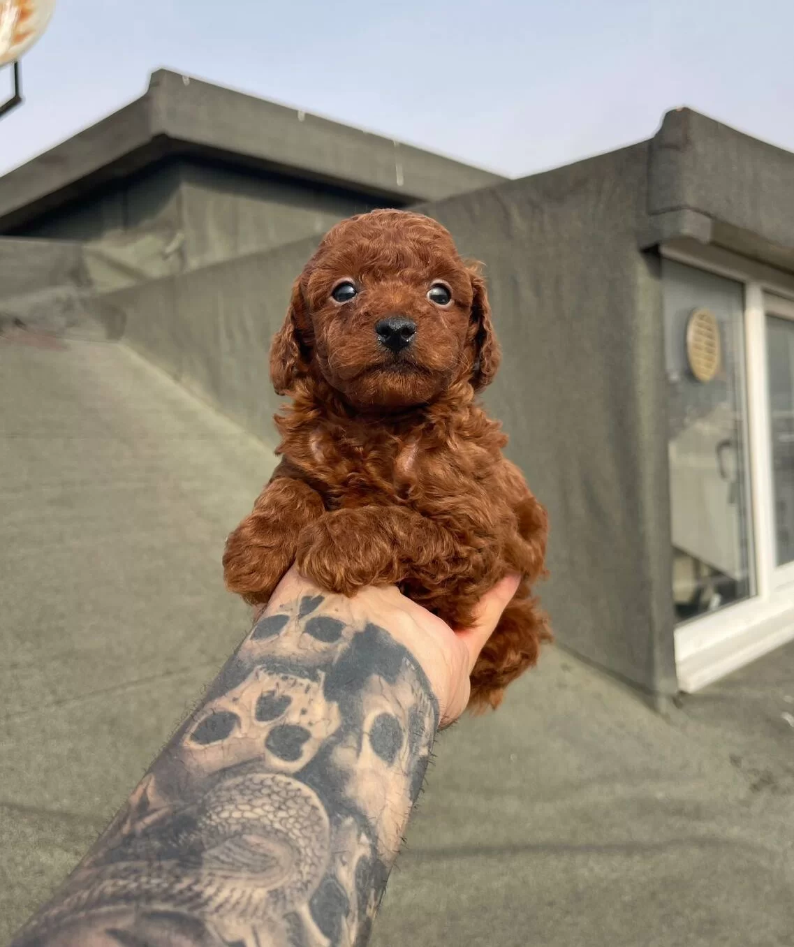 Dark Red Brown Mikro Poodle Karakteriyle Buyuleyen Dostunuz