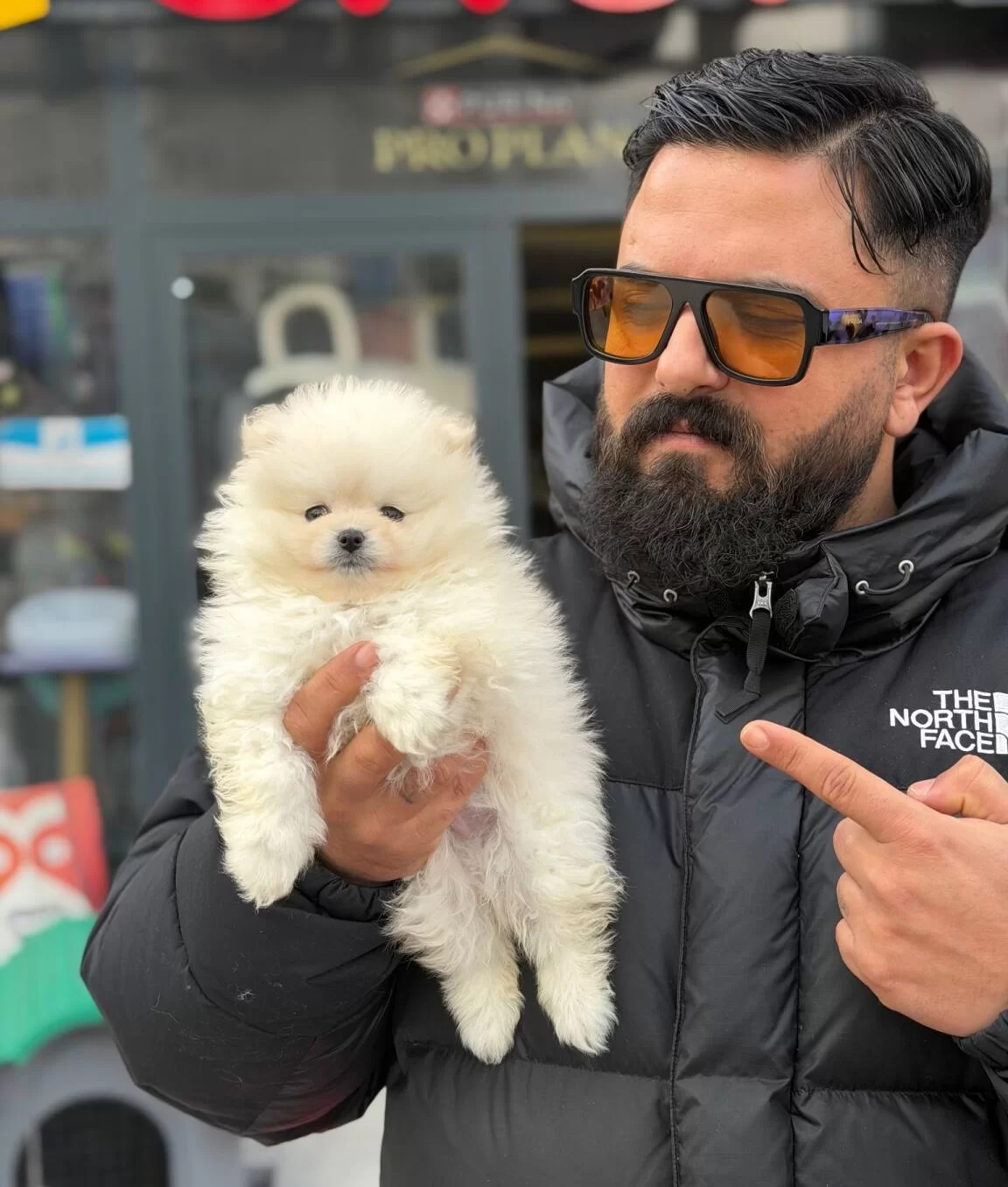 Ankara Cankayada Ayıcık Suratlı Beyaz Pomeranian Boo