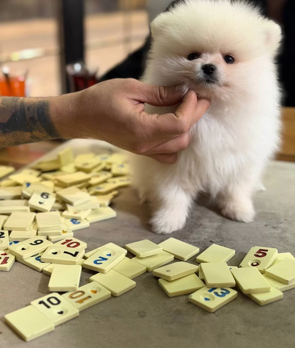 Ankara Cankayada Ayıcık Suratlı Beyaz Pomeranian Boo