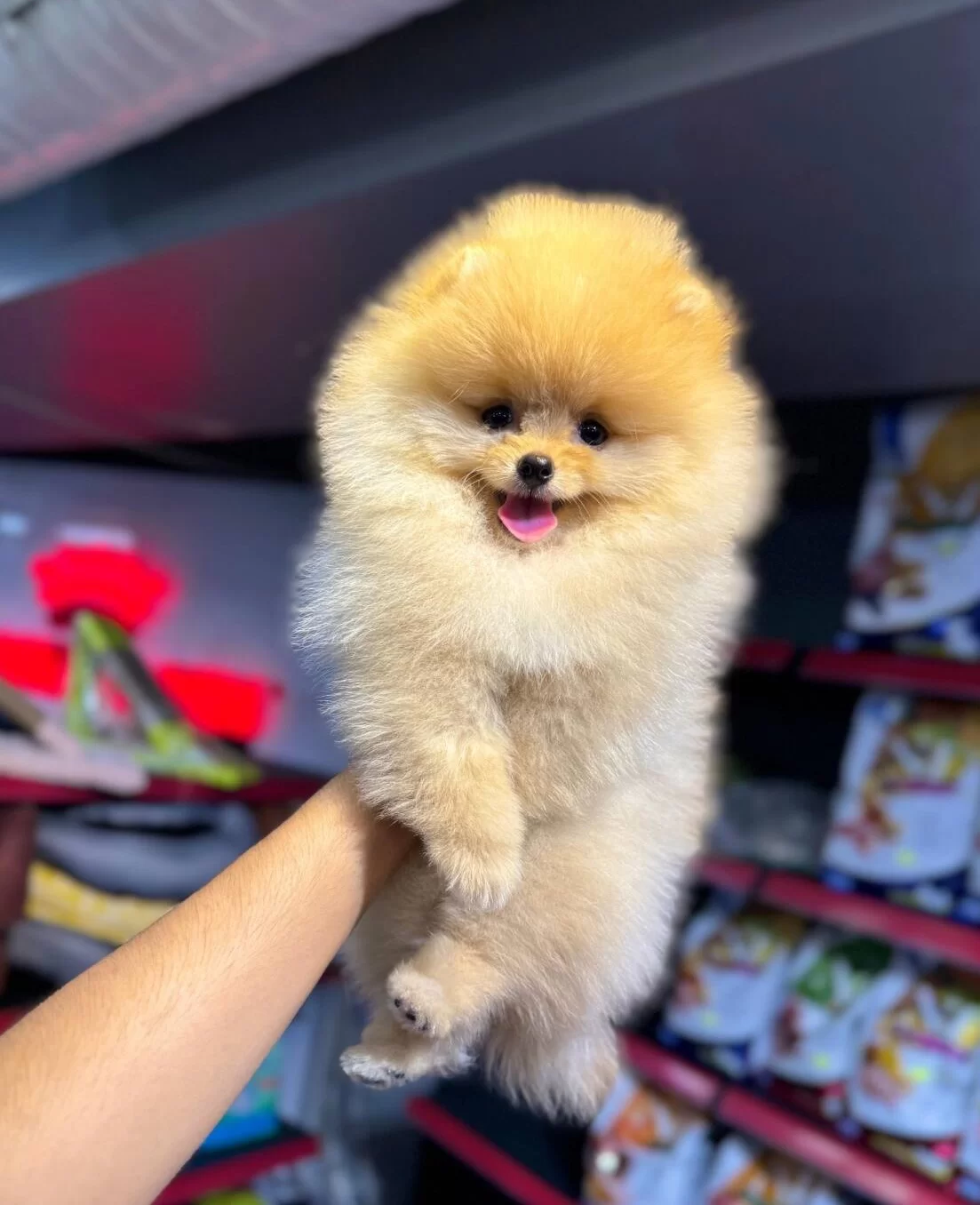 Ankara Cankayada Ayıcık Suratlı Beyaz Pomeranian Boo