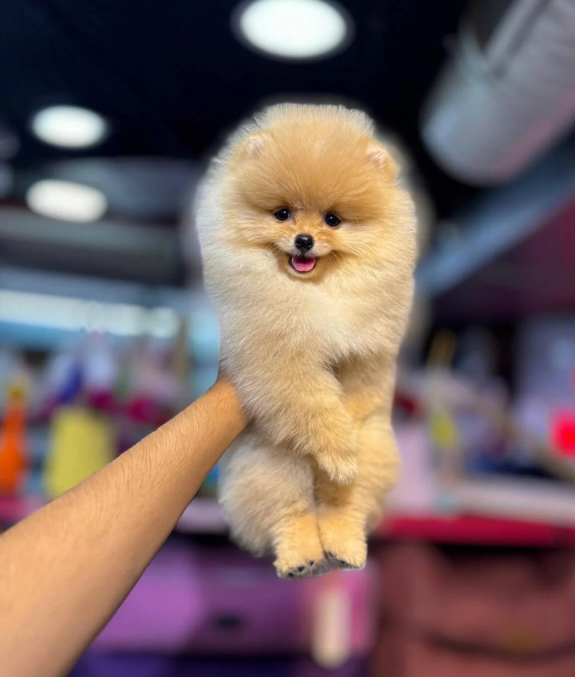 Ankara Cankayada Ayıcık Suratlı Beyaz Pomeranian Boo